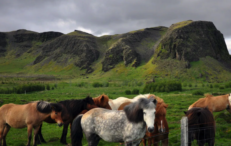Iceland Wellness Retreat horse country